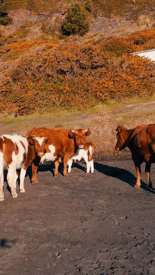 Cows on Road