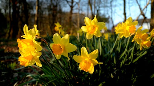 Yellow Daffodils on Ground