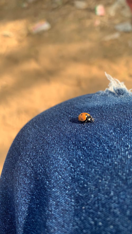 Ladybug 🐞 on my leg