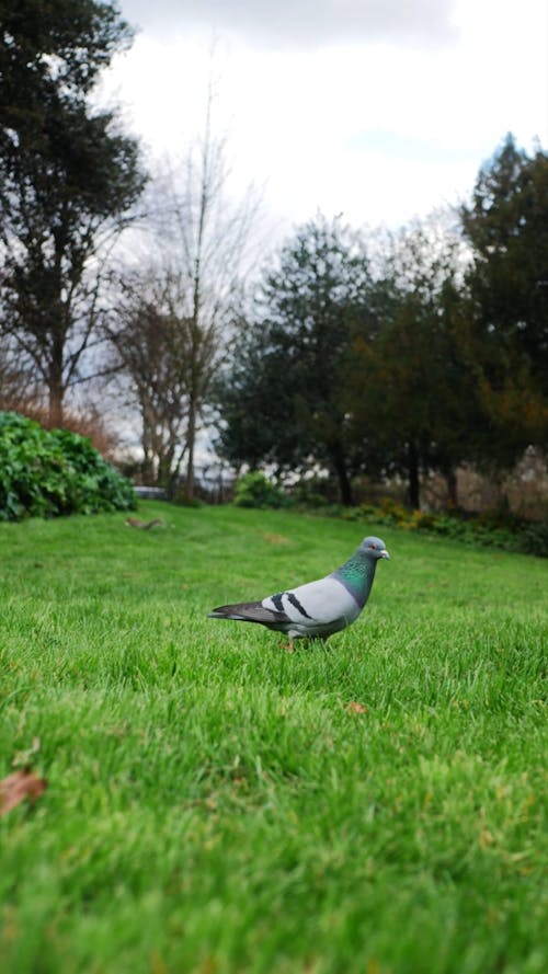 Pigeon Walking on Grass