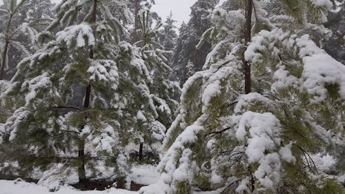 Forest During Winter