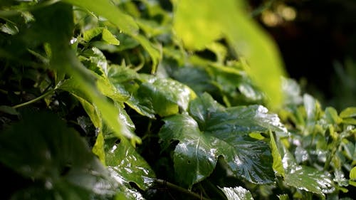 Wet Plant Leaves