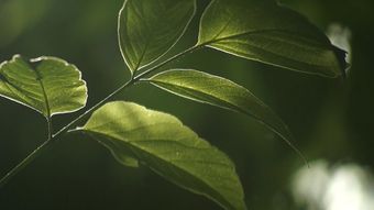 树叶视频素材视频素材视频素材