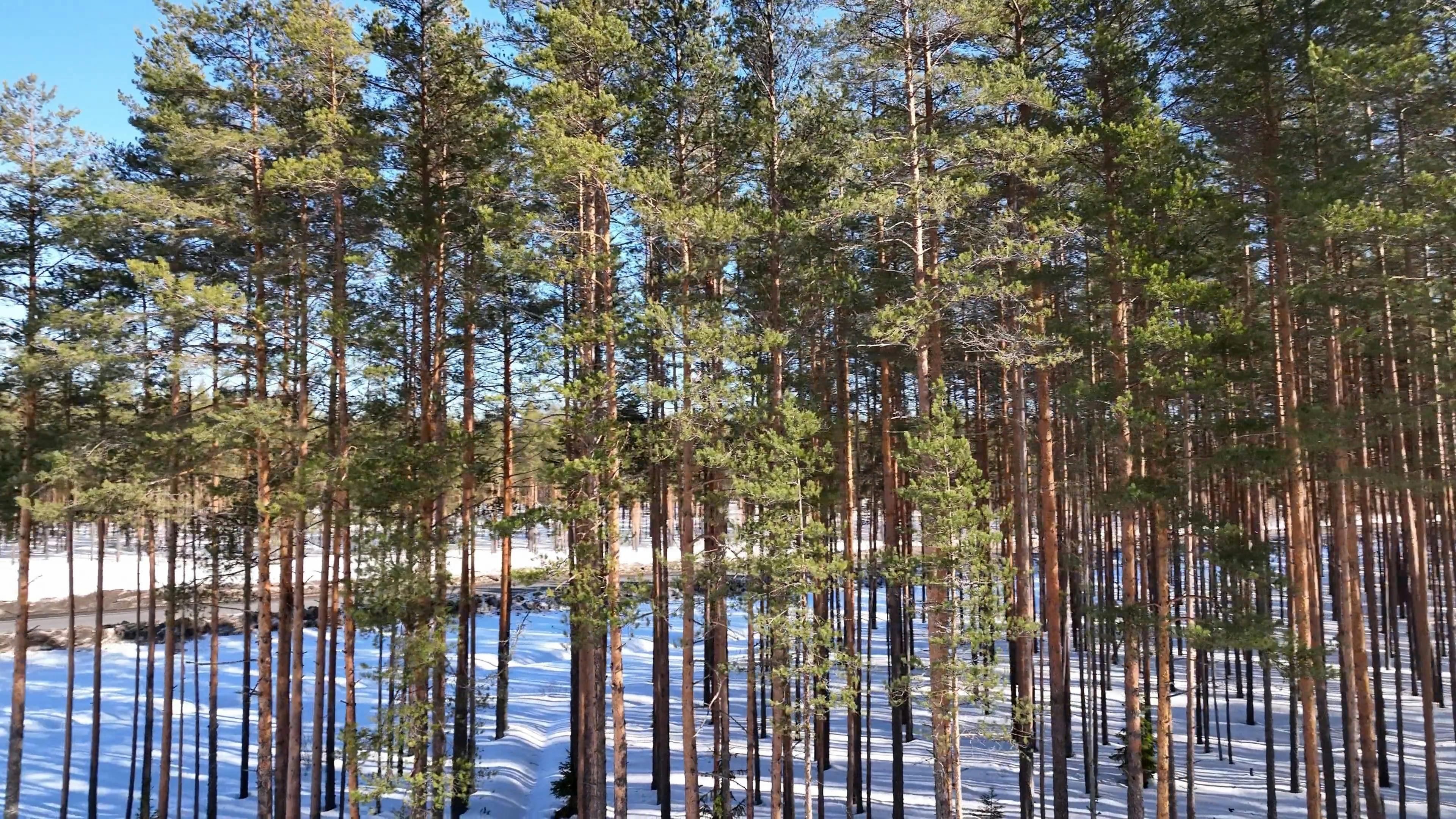 Video by Serg Alesenko