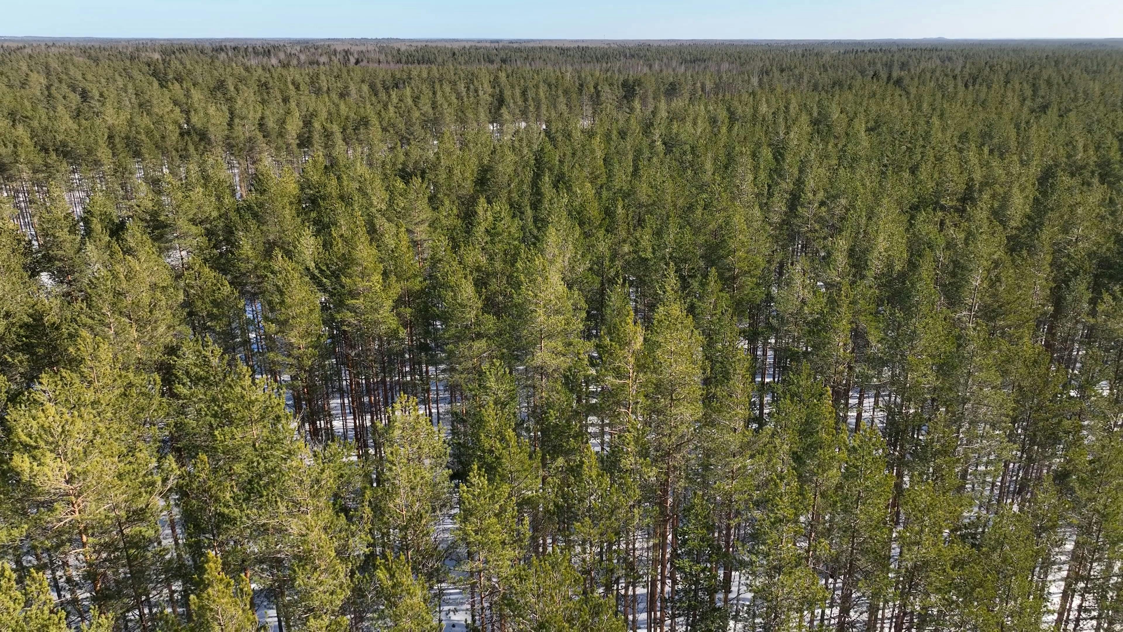 Video by Serg Alesenko