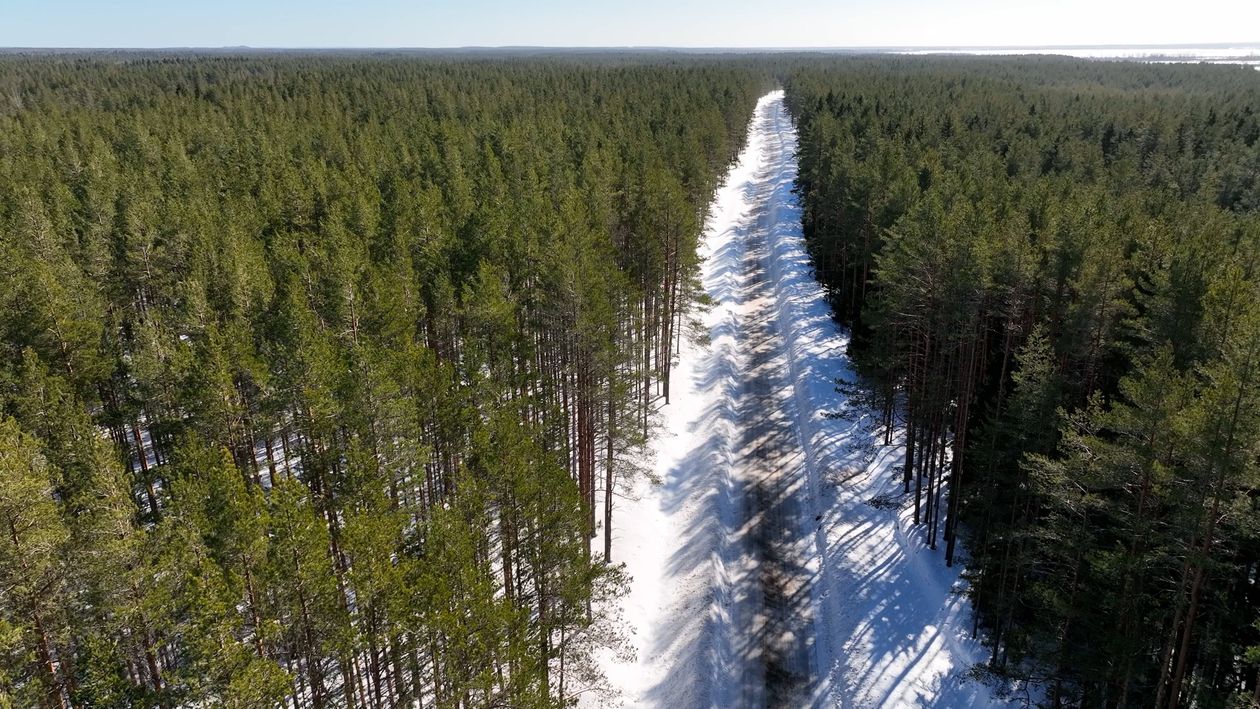 Drone Footage of Trees on Countryside Free Stock Video Footage, Royalty ...