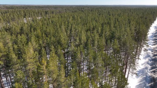 Drone Footage of a Green Forest 