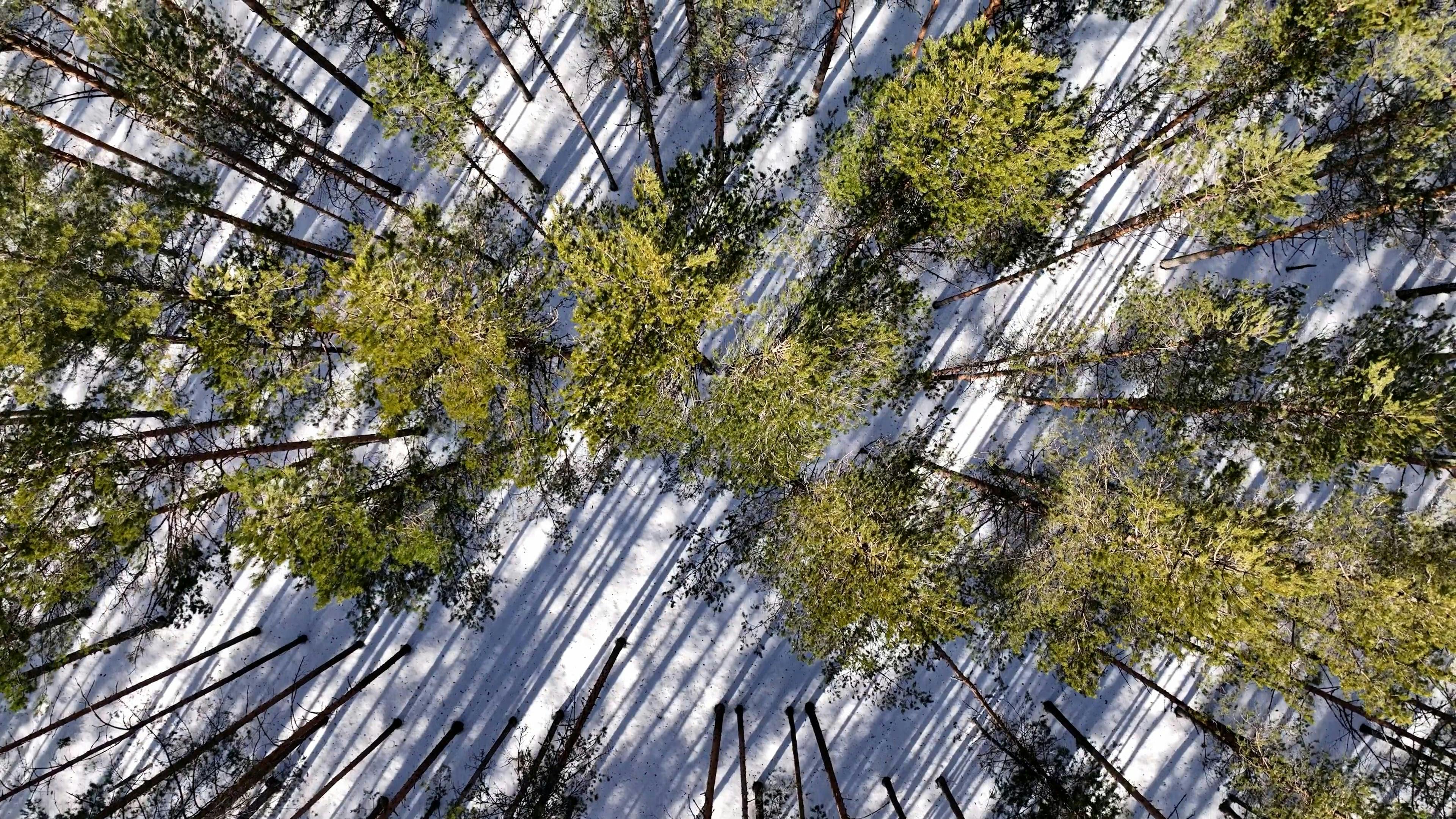 Video by Serg Alesenko