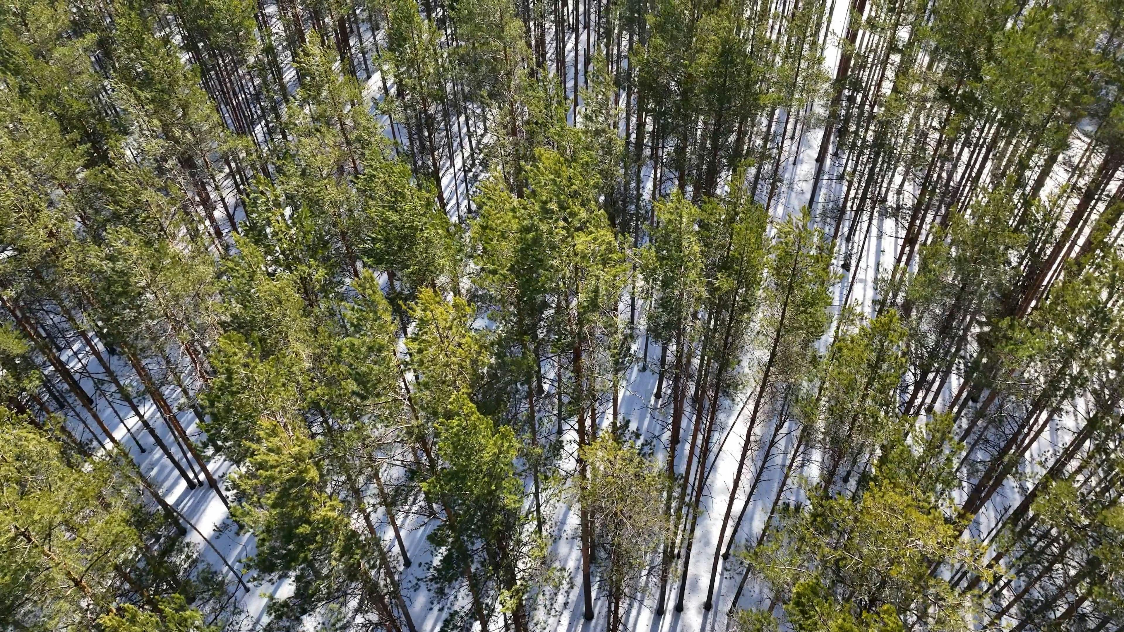 Video by Serg Alesenko