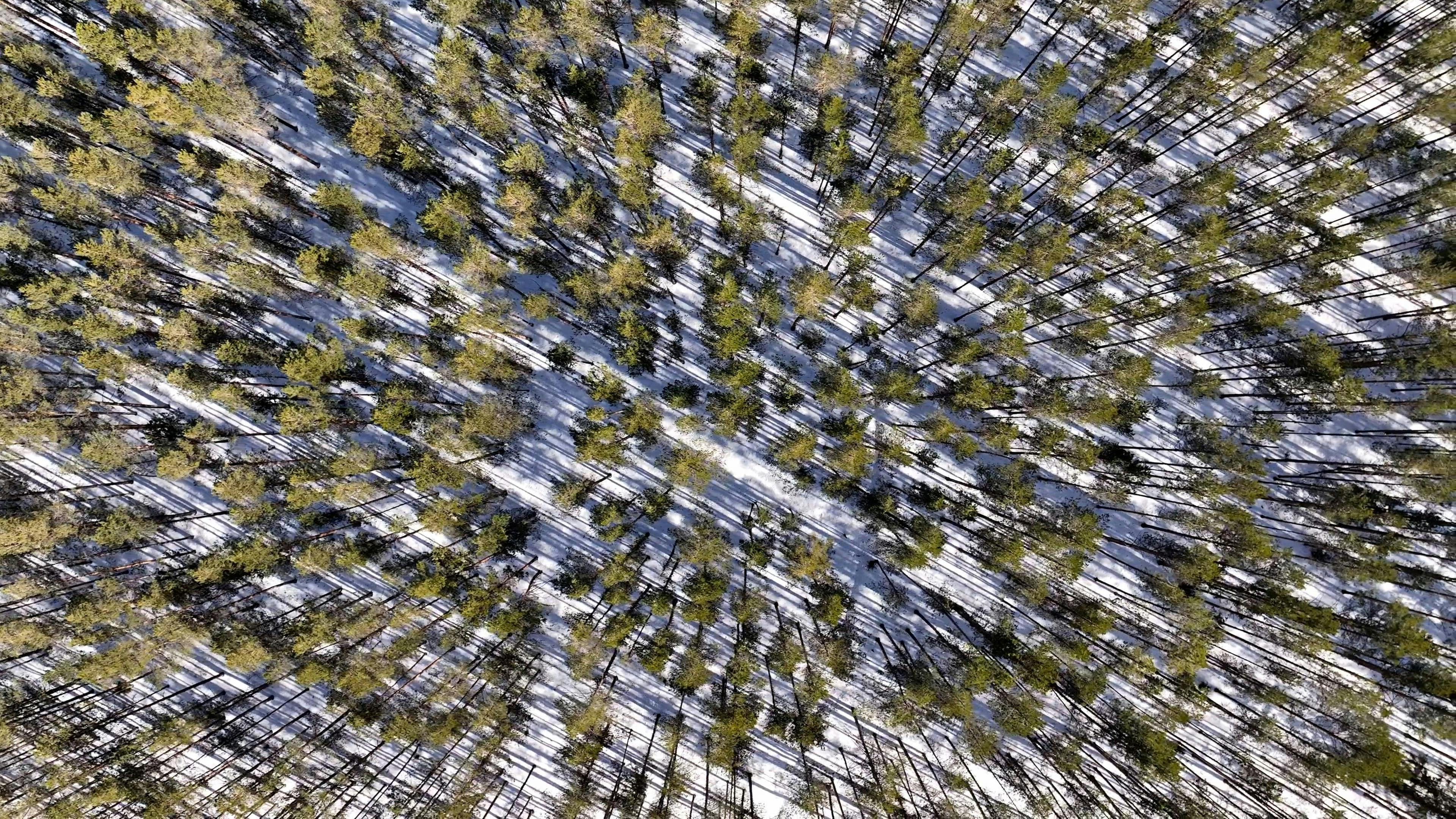 Video by Serg Alesenko