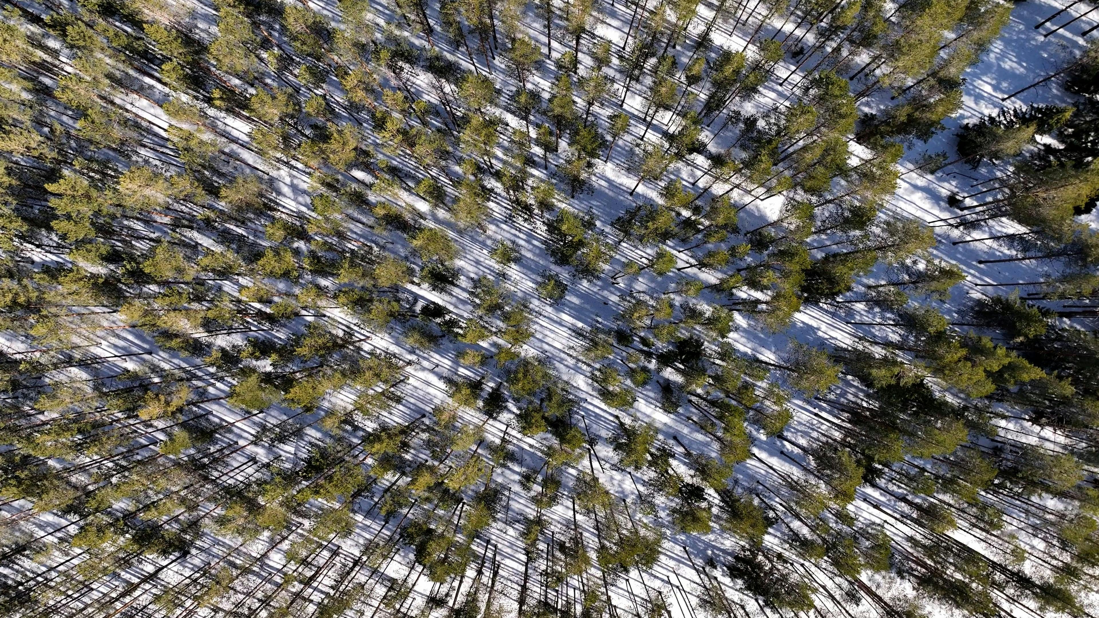 Video by Serg Alesenko