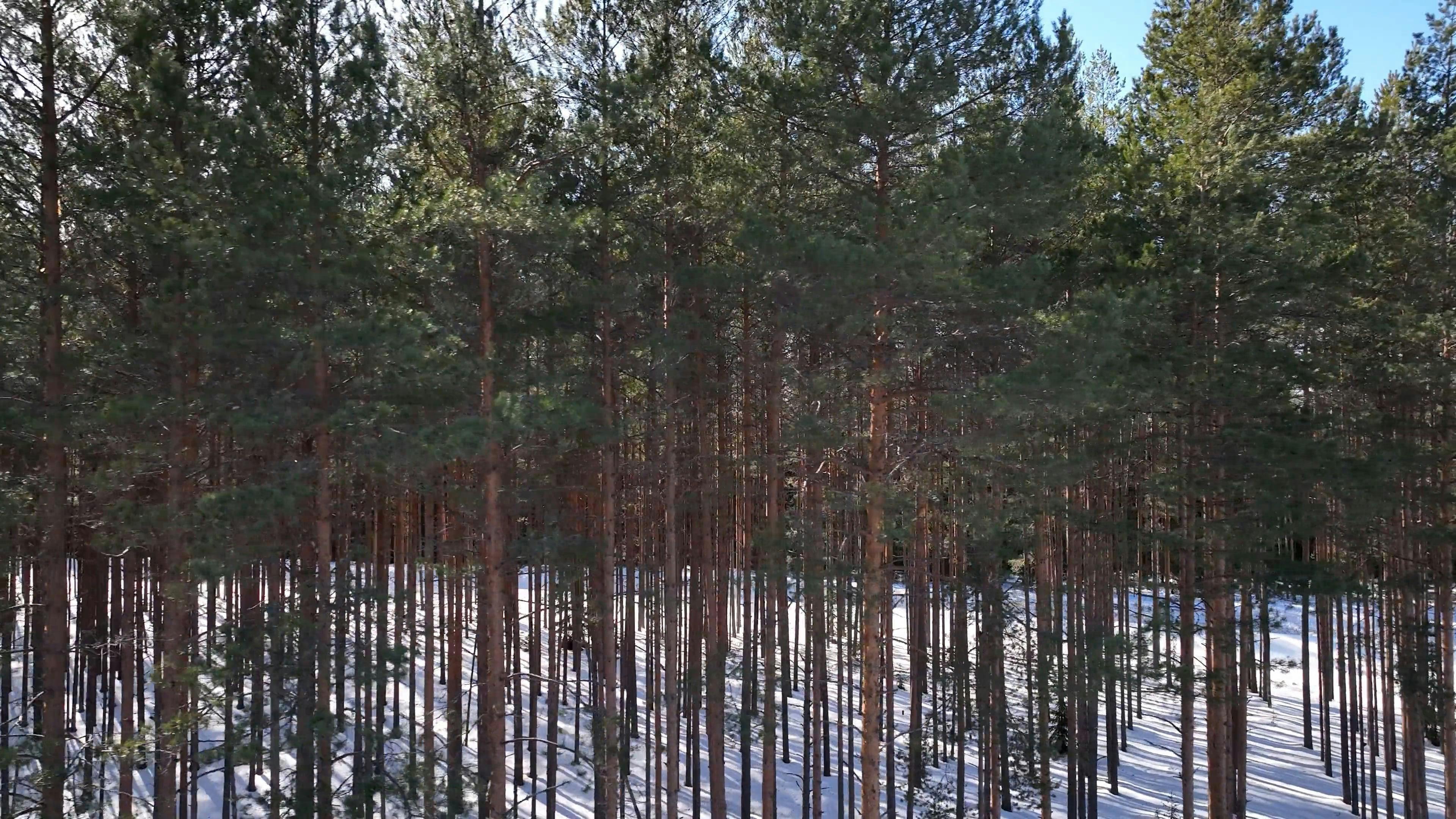 Video by Serg Alesenko