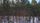 pine forest