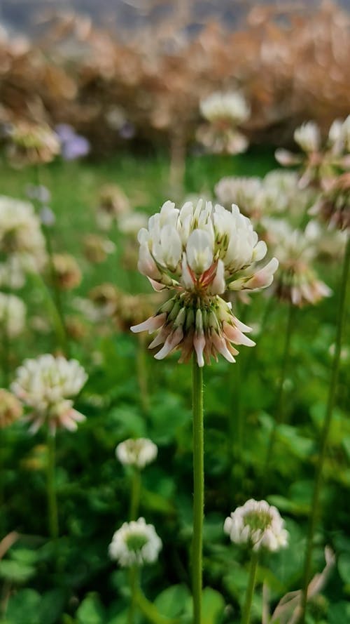 Close up of Flowers on Field