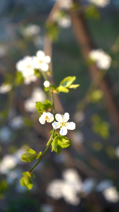 Close-up of White Flowers in a Plant