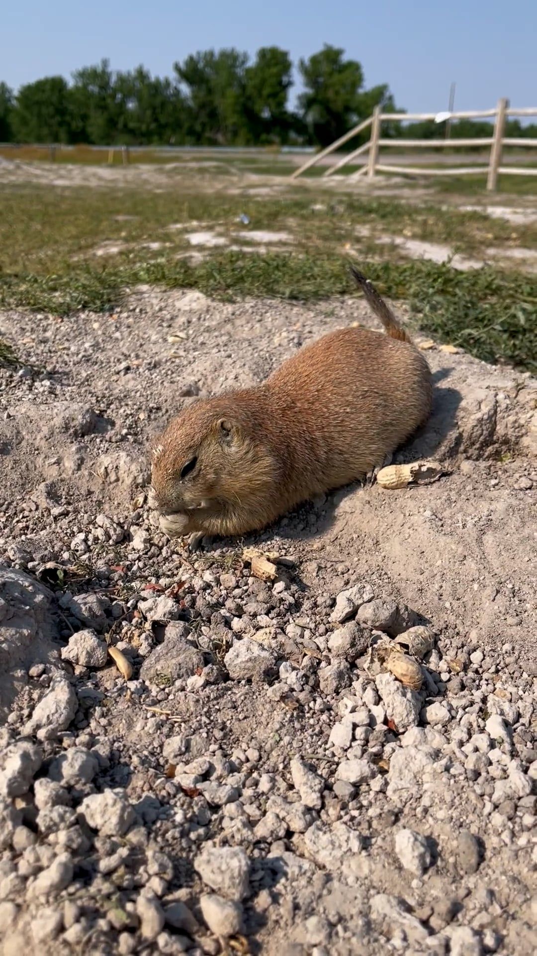 Close up of Prairie Dog Free Stock Video Footage, Royalty-Free 4K & HD ...