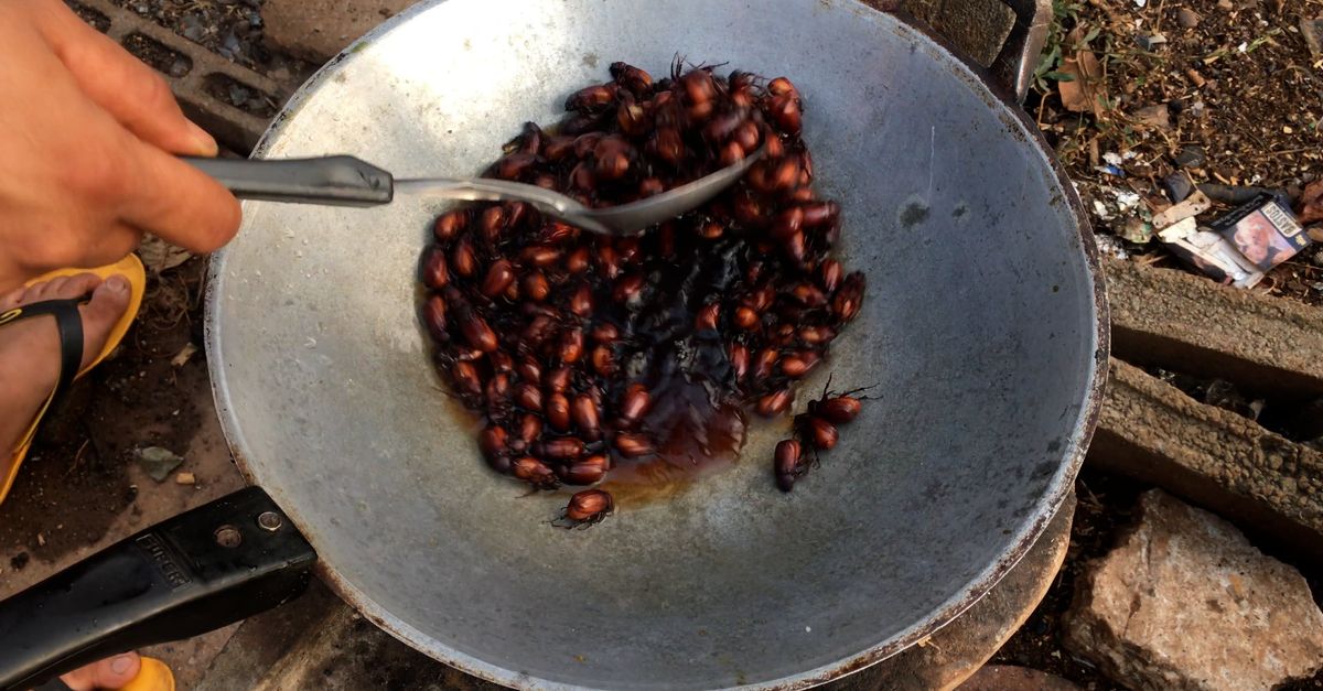 Cook Insect Cooking Insects on Pan Free Stock Video Footage, Royalty-Free 4K & HD ...