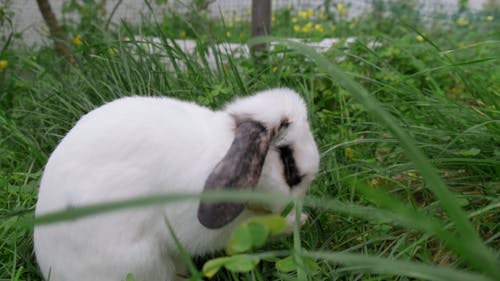 Close up of a Curious Rabbit in a Garden 