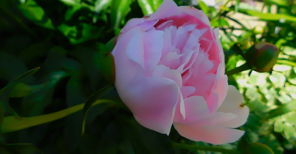 Flower Mp4 Video Of A Flower Free Stock Video Footage, Royalty-Free 4K & HD Video Clip