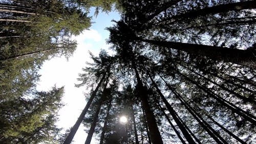 Sunlight Seen through Tree Crowns