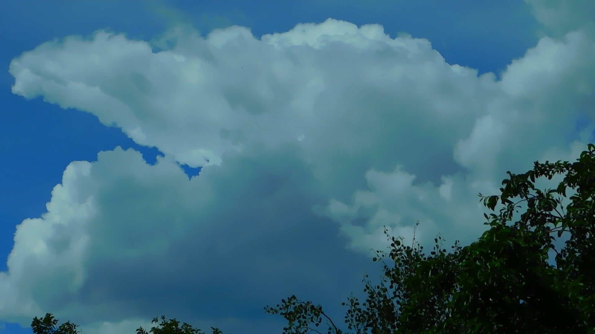 Video by Zuzanna Musial