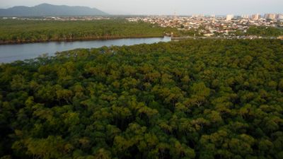 Drone video of a river in an Atlantic forest vegetation Free Stock ...