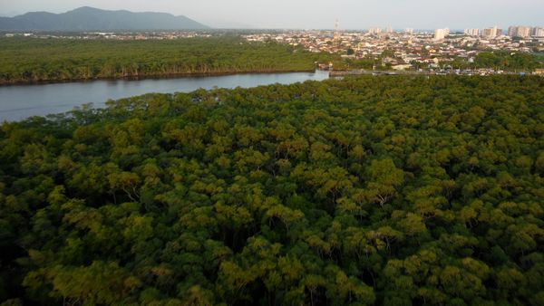 Drone video of a river in an Atlantic forest vegetation Free Stock ...