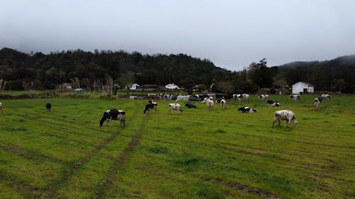 Cows Grazing in a Green Field on a Rainy Day
