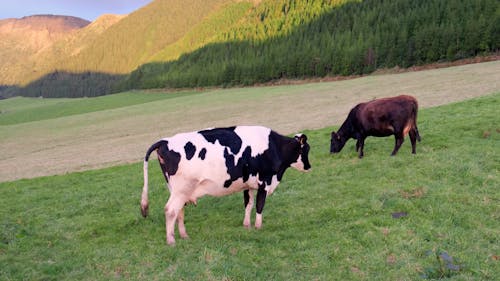 Cows Grazing in a Mountain Landscape 