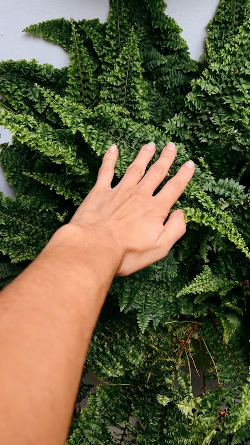 Hand Touching Leaves