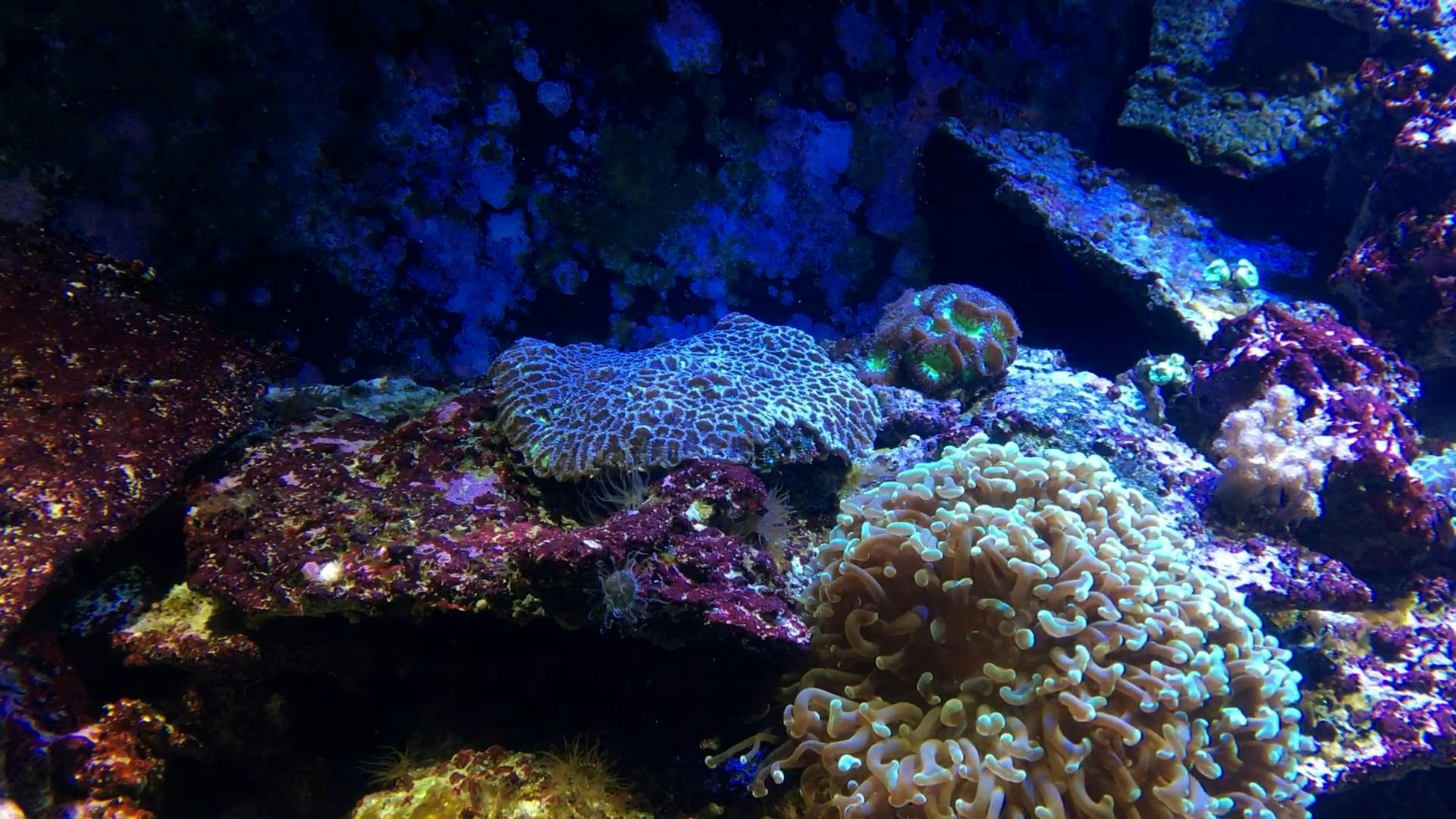 Vegetation in Aquarium Free Stock Video Footage, RoyaltyFree 4K & HD