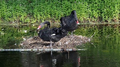 Black Swans Preening on Lake