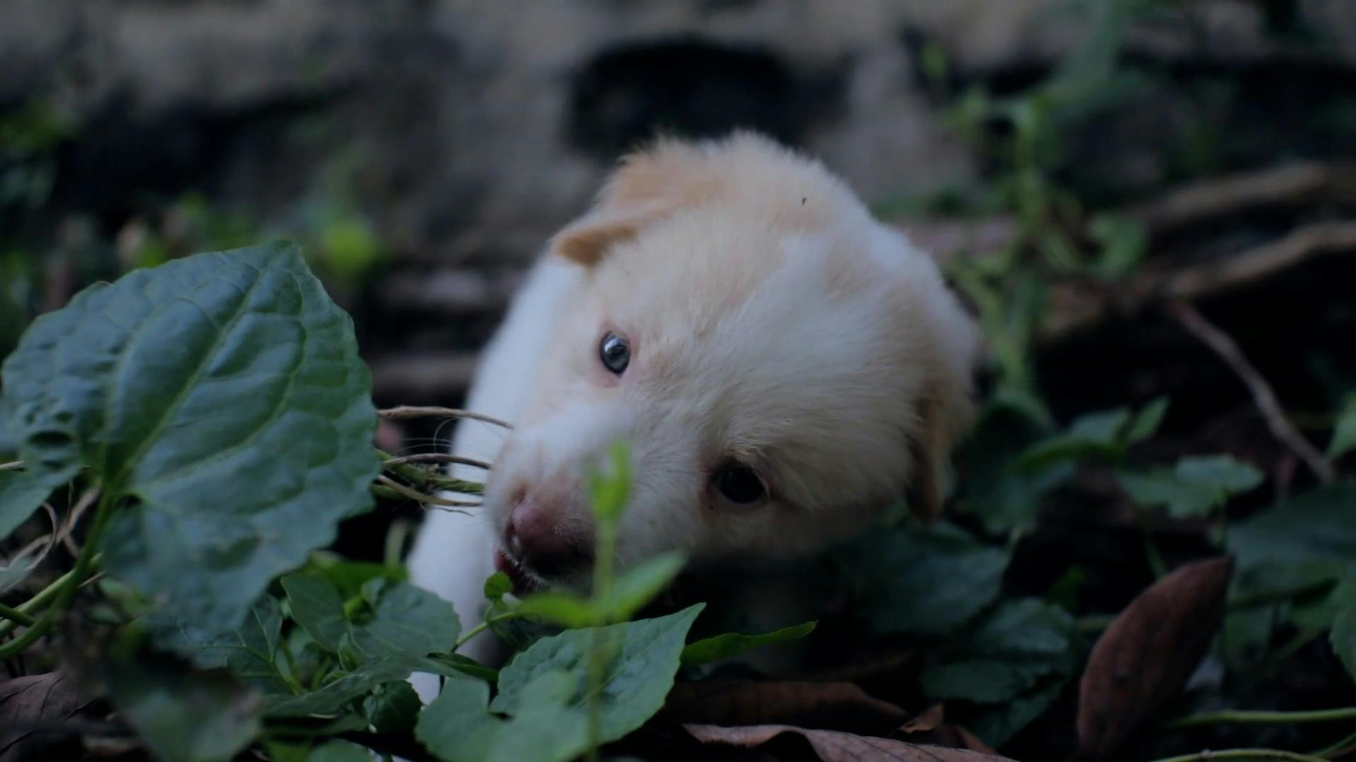 Puppy Eating Plants from Ground Free Stock Video Footage, RoyaltyFree