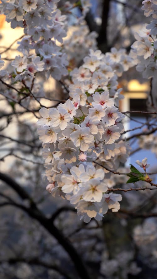 Close up of a White Cherry Blossom Tree Branch  