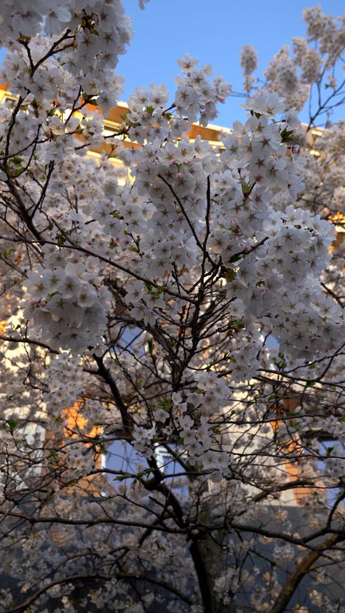 Low Angle View of a Cherry Blossom Tree Branch