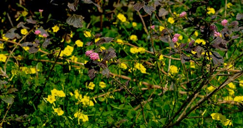 Flowering Plants Swaying in the Breeze