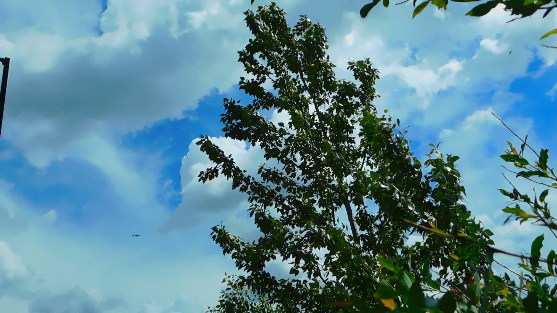 Video by Zuzanna Musial