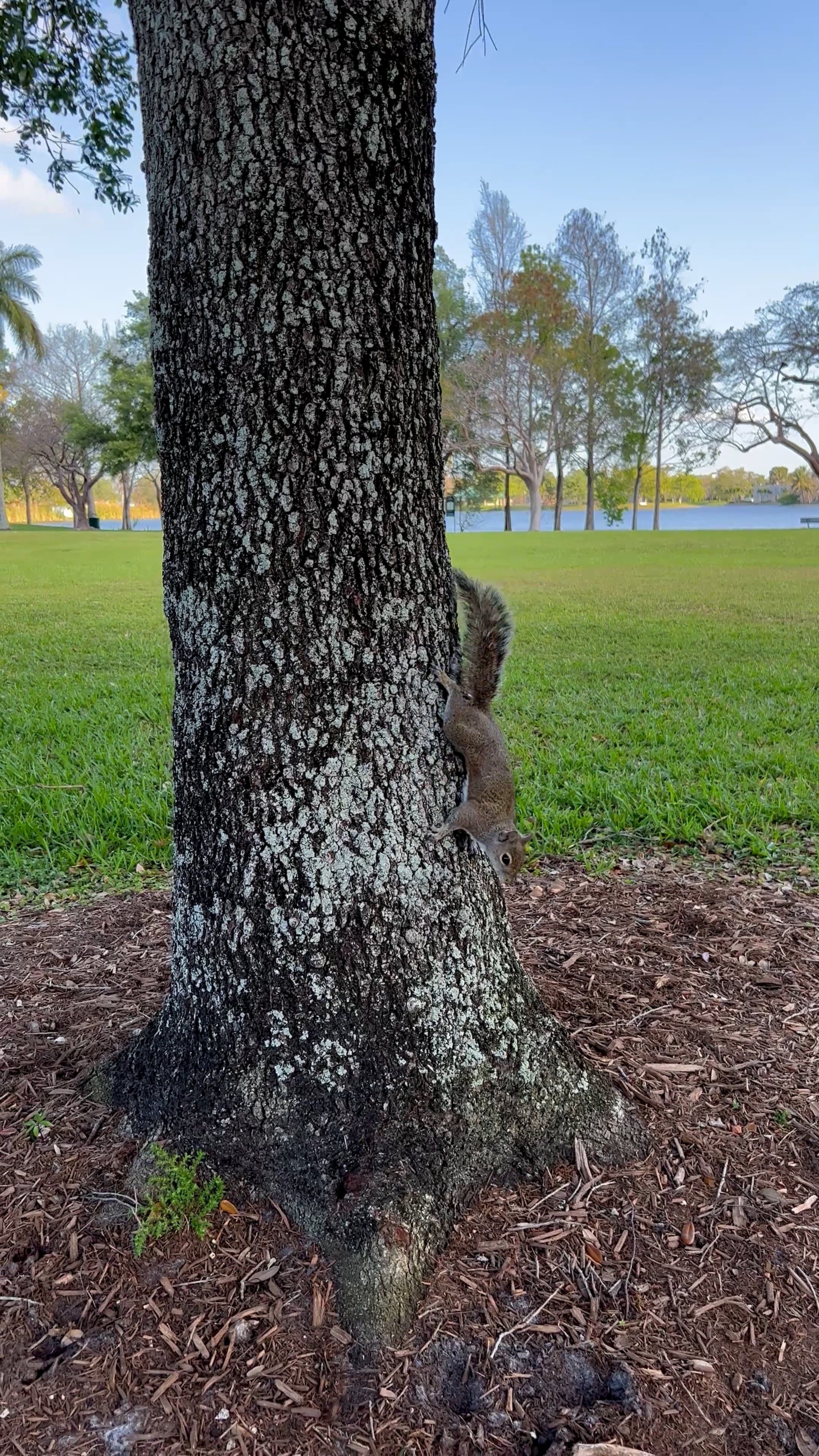 close up of squirrel 11653579