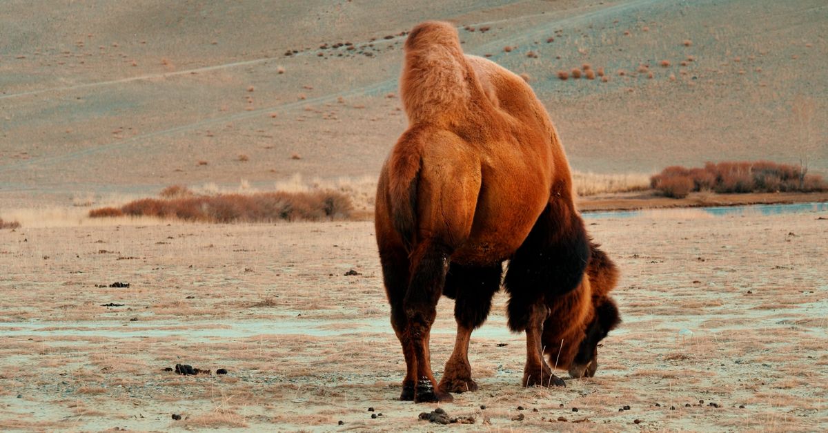 Camel Video Camel on Desert Free Stock Video Footage, Royalty-Free 4K & HD Video Clip