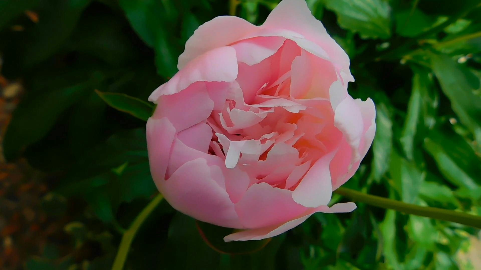 Fully Blooming Peonie Flower Videos, Download The BEST Free 4k Stock