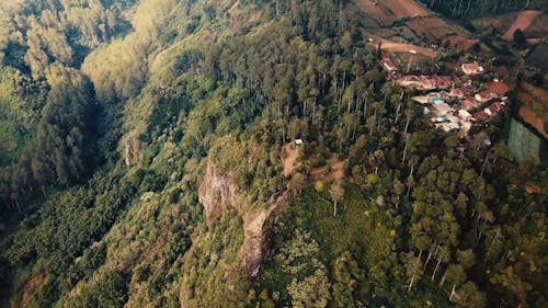 Aerial Shot Of Forest