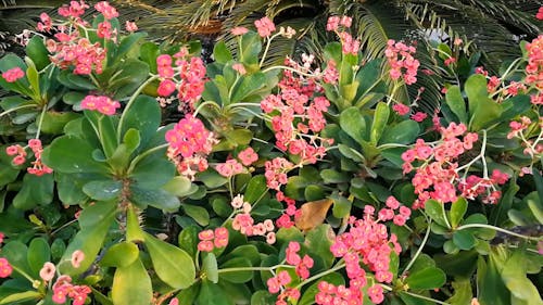 Plant With Pink Flowers