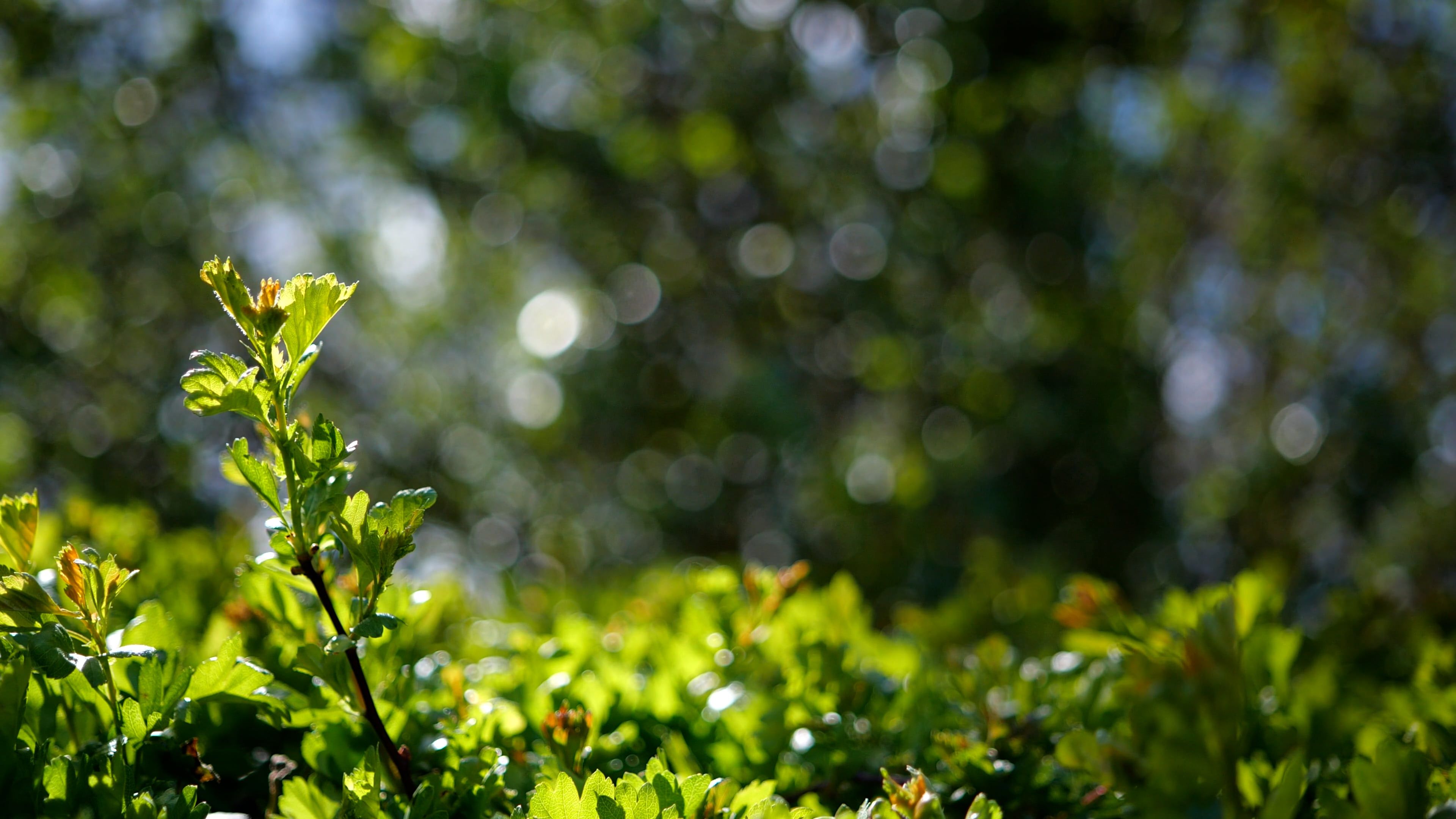 green plants under sunbeams 11700405