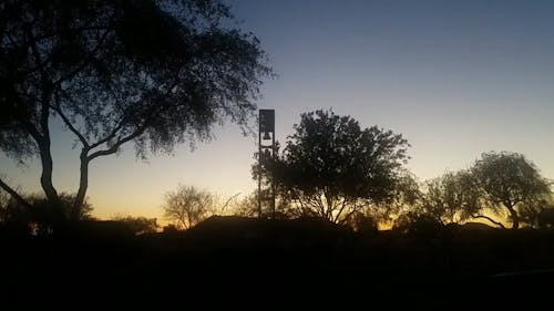 Silhouette Of Trees