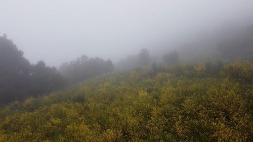 Fog over Woods