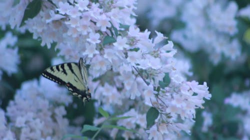 꽃에 앉은 나비의 클로즈업 비디오