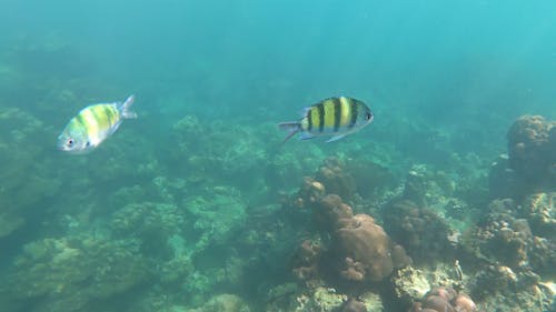 Underwater Footage of Colorful Fish Swimming in a Coral Reef 