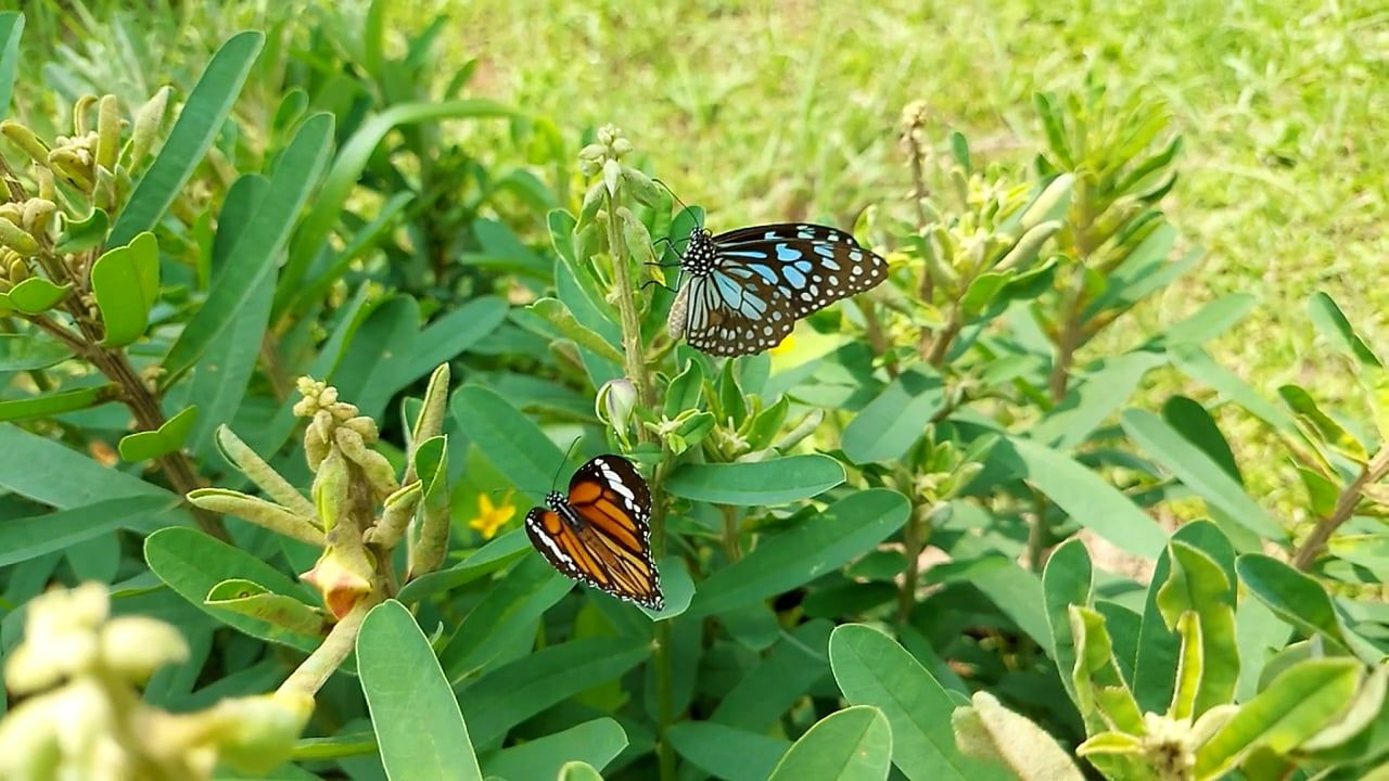 Slow Motion of Butterflies on Leaves Free Stock Video Footage, Royalty ...