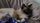 siamese cat