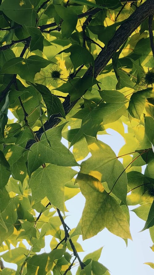 Close up of Green Leaves